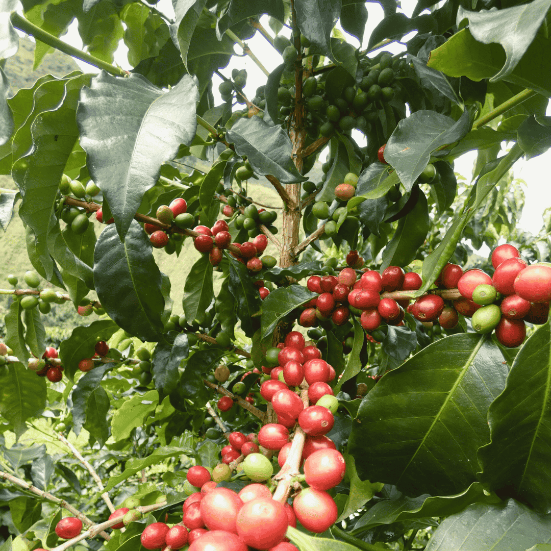 Half Caf Subscription