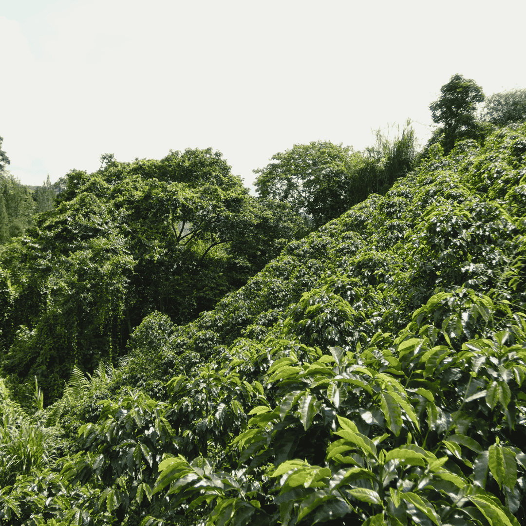 DECAF COLOMBIA Excelso