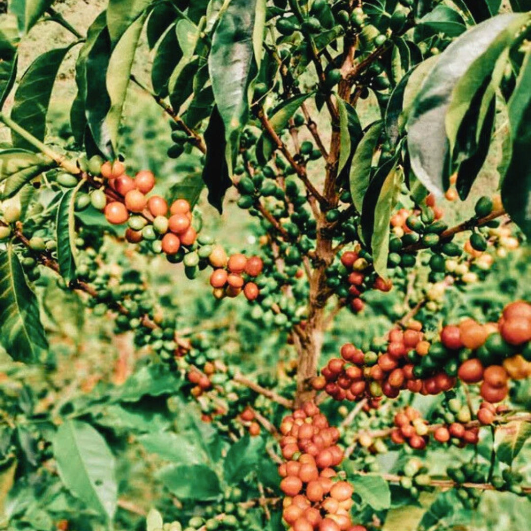Decaf Subscription