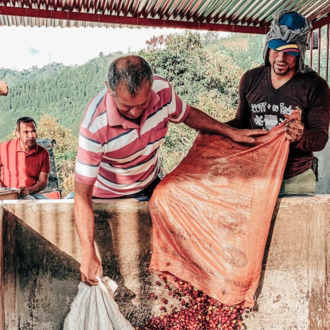 Two men handling a large bag of coffee cherries outdoors with a scenic background.