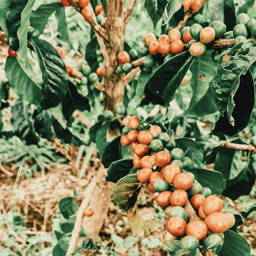 Close-up of coffee cherries on a tree