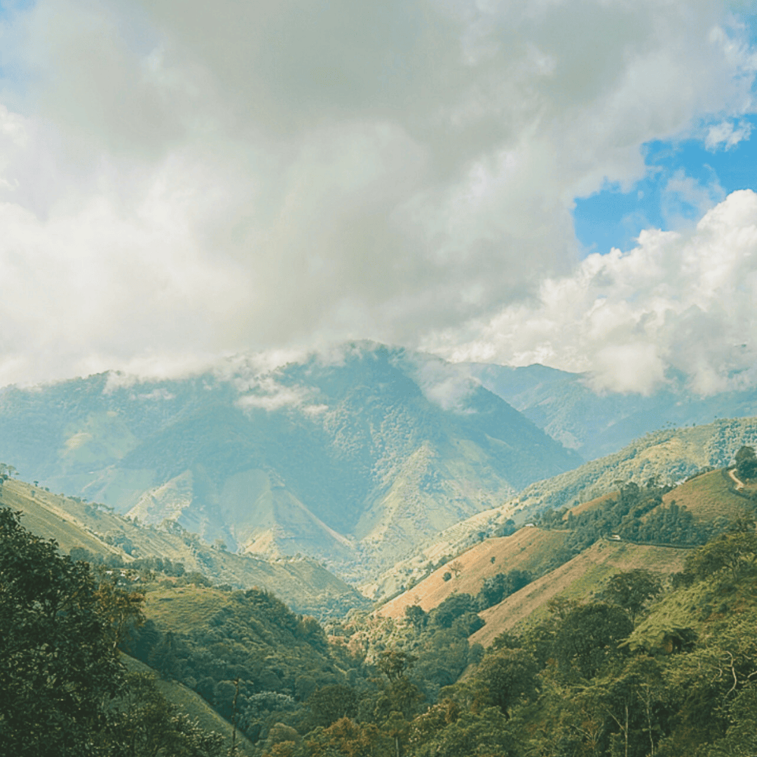 DECAF COLOMBIA El Vergel