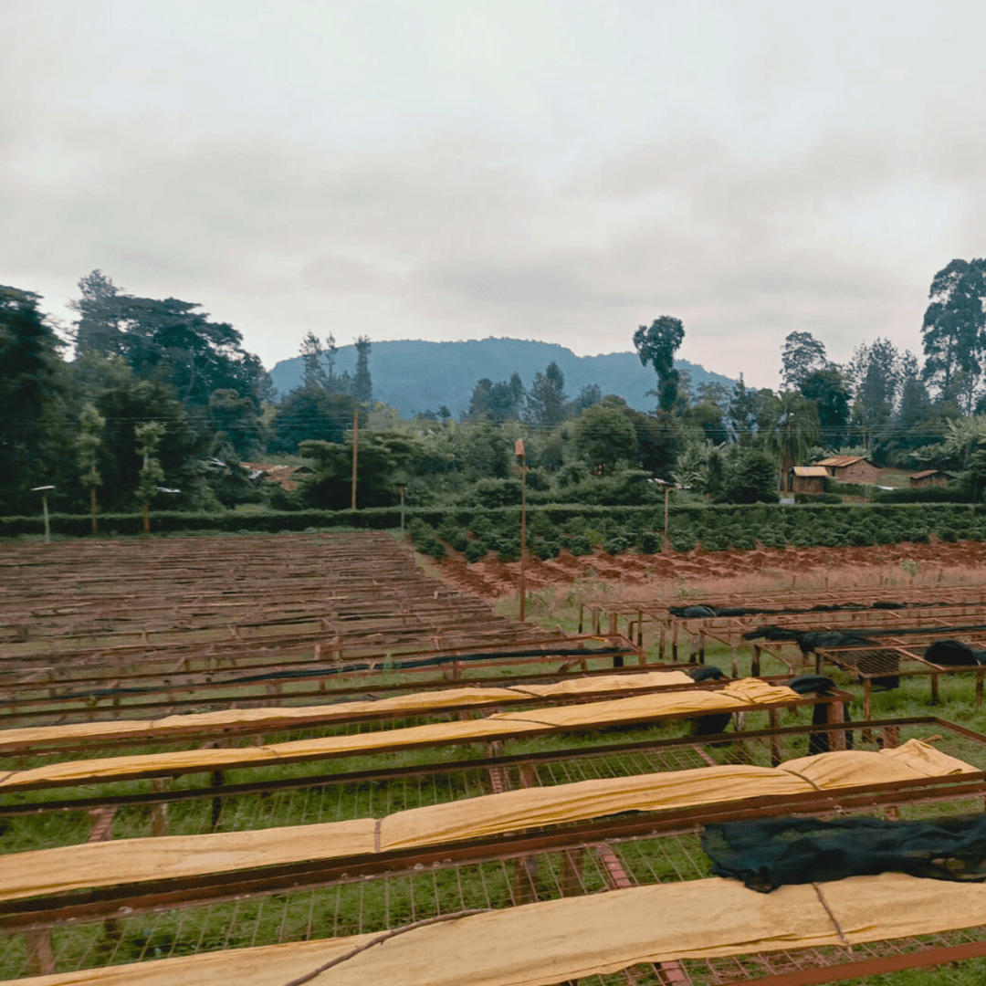 DECAF KENYA Nyeri