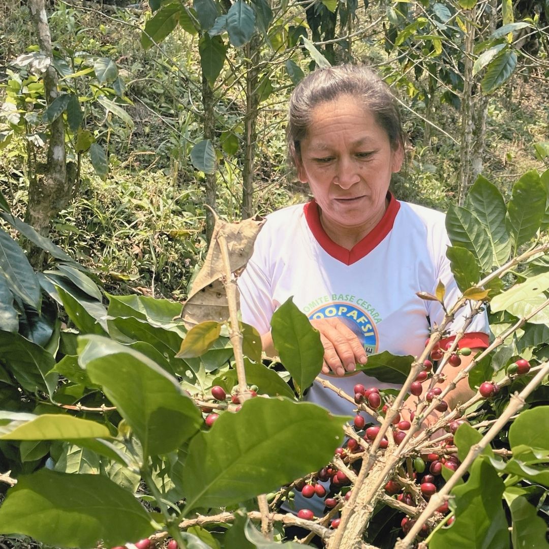 Woman harvesting coffee beans in a coffee plantation