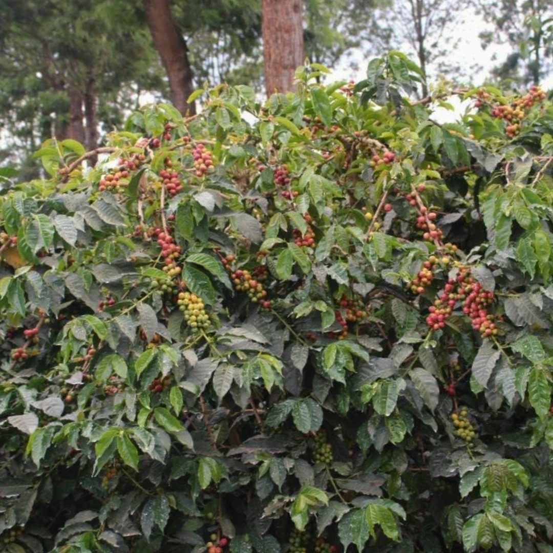 Kenya Kiangothe
