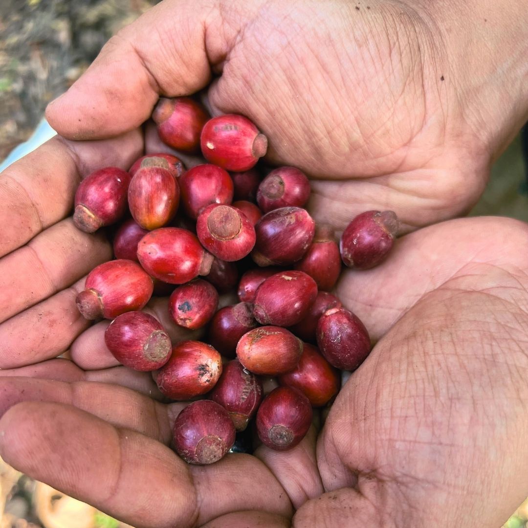 Hands holding a handful of red excelsa coffee cherries.