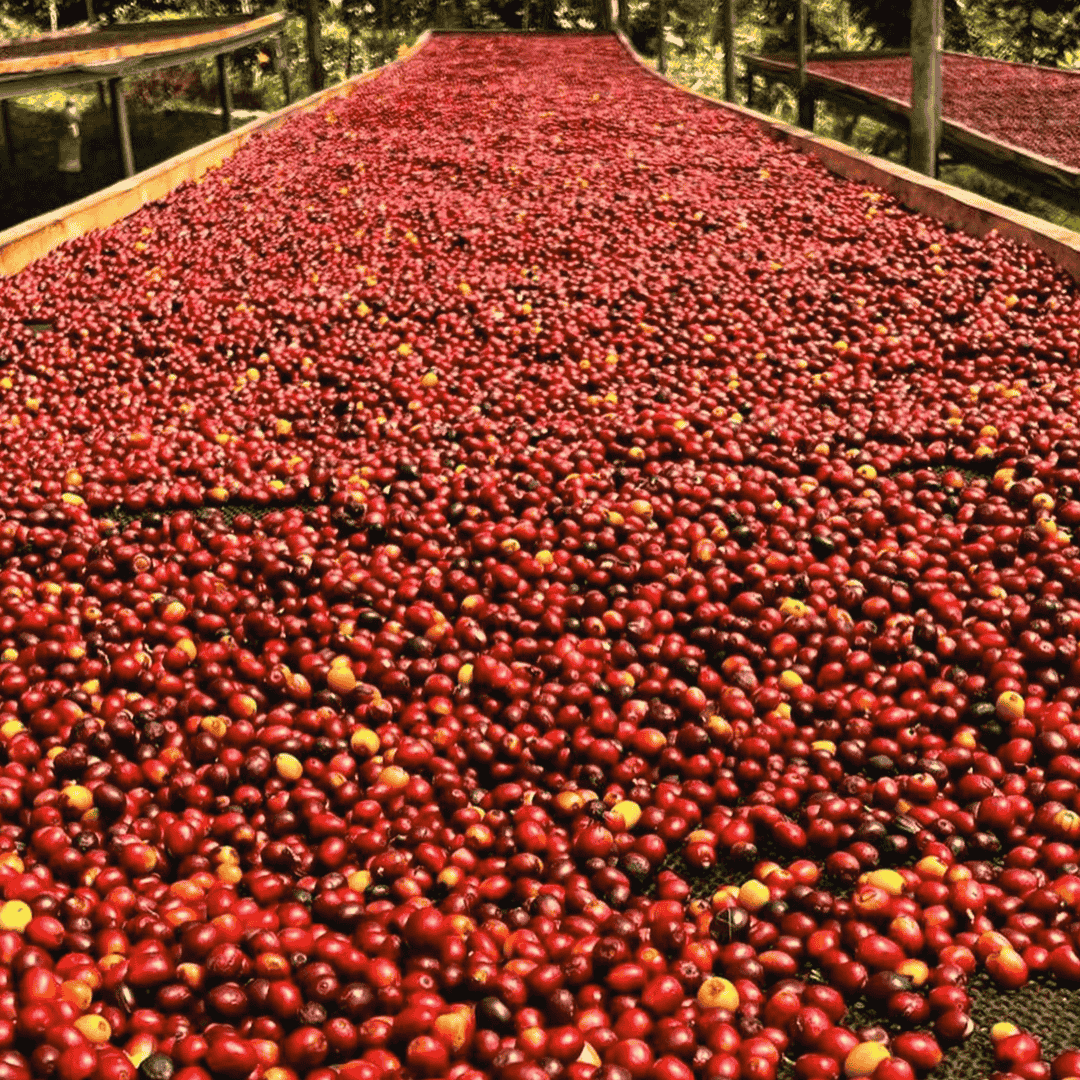 Large pile of red coffee cherries on a drying table