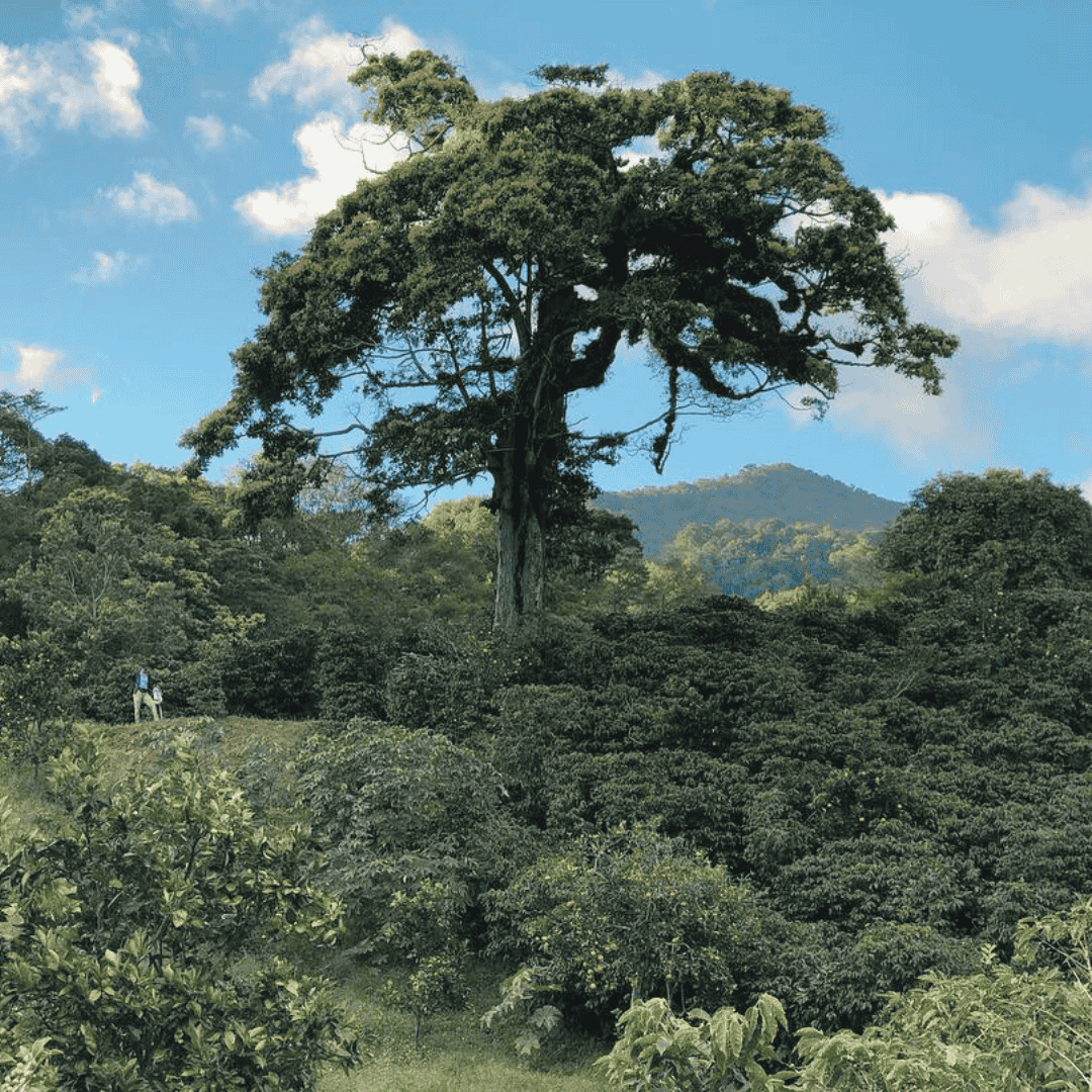 Large tree on Finca Bonita Springs with mountains in the background