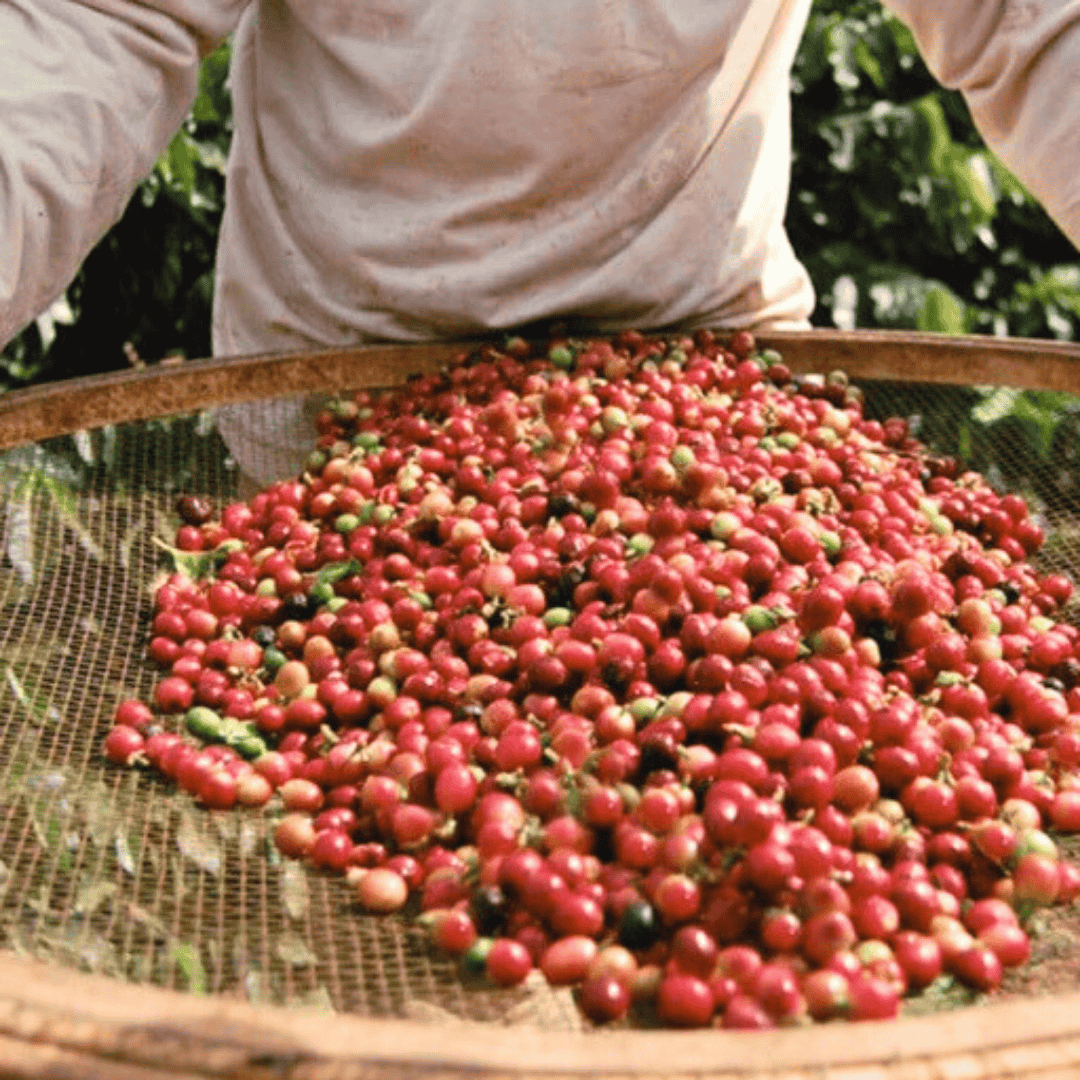 Red coffee cherries on a collection tray