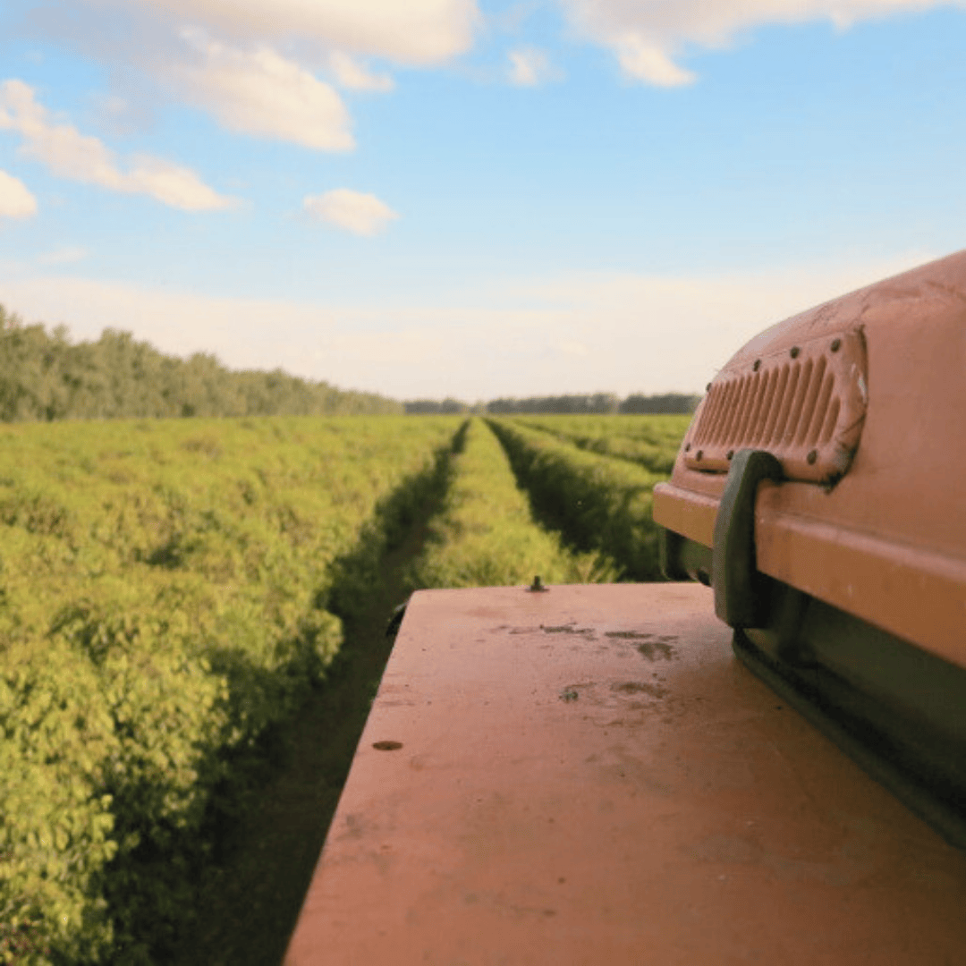 LOW CAF BRAZIL Rio Brilhante