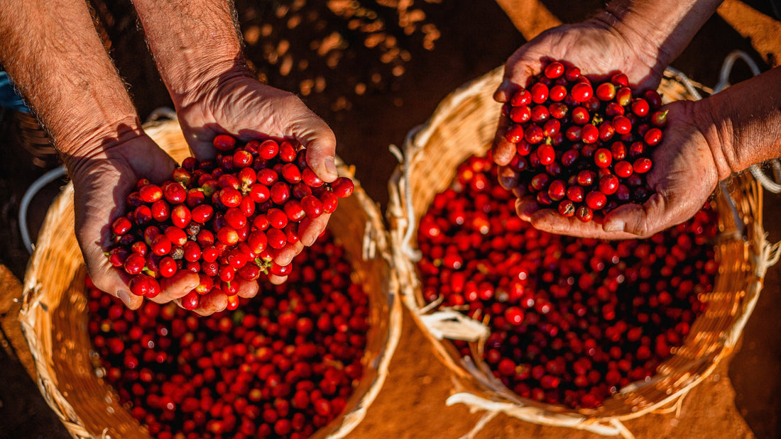ripe red coffee cherries in baskets after being picked
