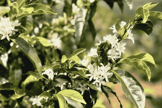 Coffee Origin - Panama