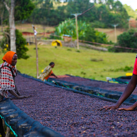 What is coffee processing?