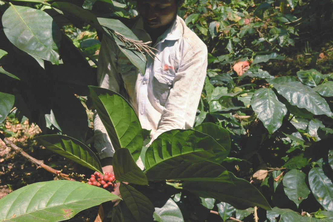 Man harvesting Excelsa coffee at Mooleh Manay Estate in India