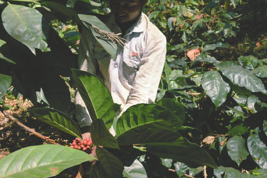 Man harvesting Excelsa coffee at Mooleh Manay Estate in India