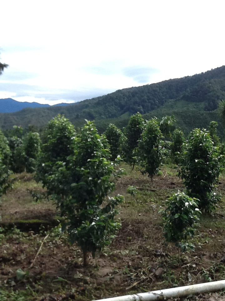 Laurina coffee plants growing in a Guatemalan farm with a mountainous landscape, representing the origin of the Lo Caf Guatemala Nueva Granada coffee