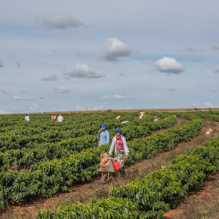 LOW CAF BRAZIL Daterra Low Caf Reserve