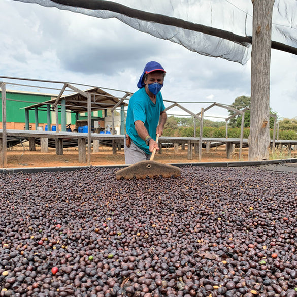 LOW CAF BRAZIL Daterra Low Caf Reserve