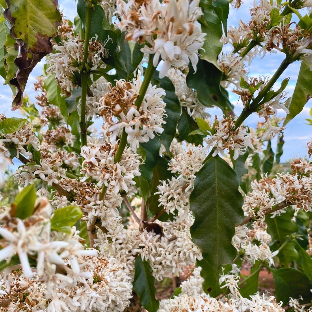 BRAZIL Palmital
