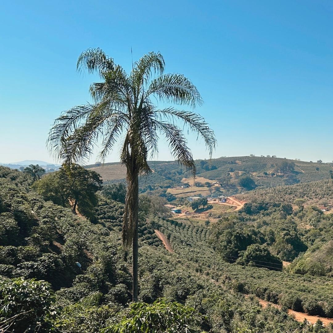 BRAZIL Palmital