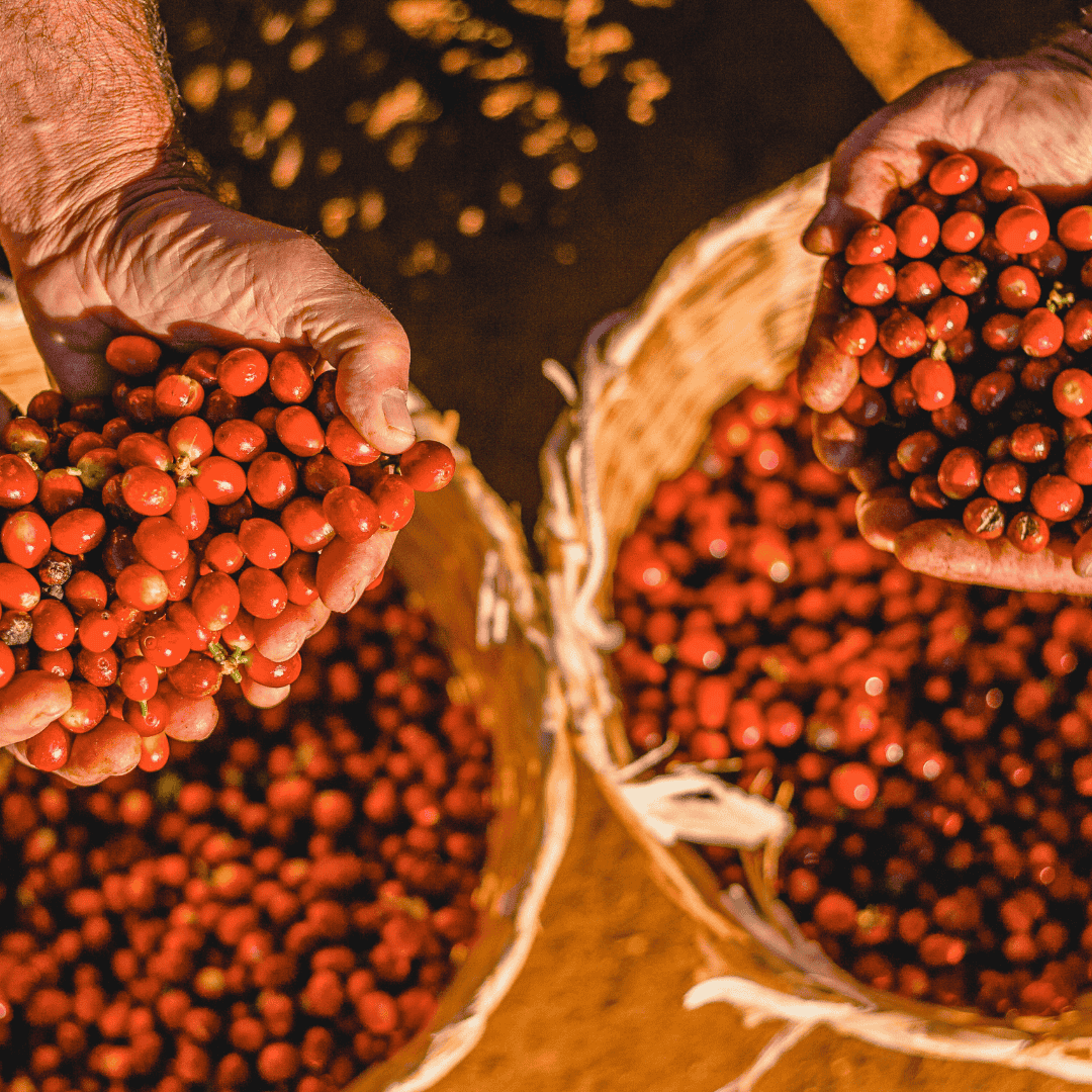 Hands holding red coffee cherries with a basket full of coffee cherries in the background