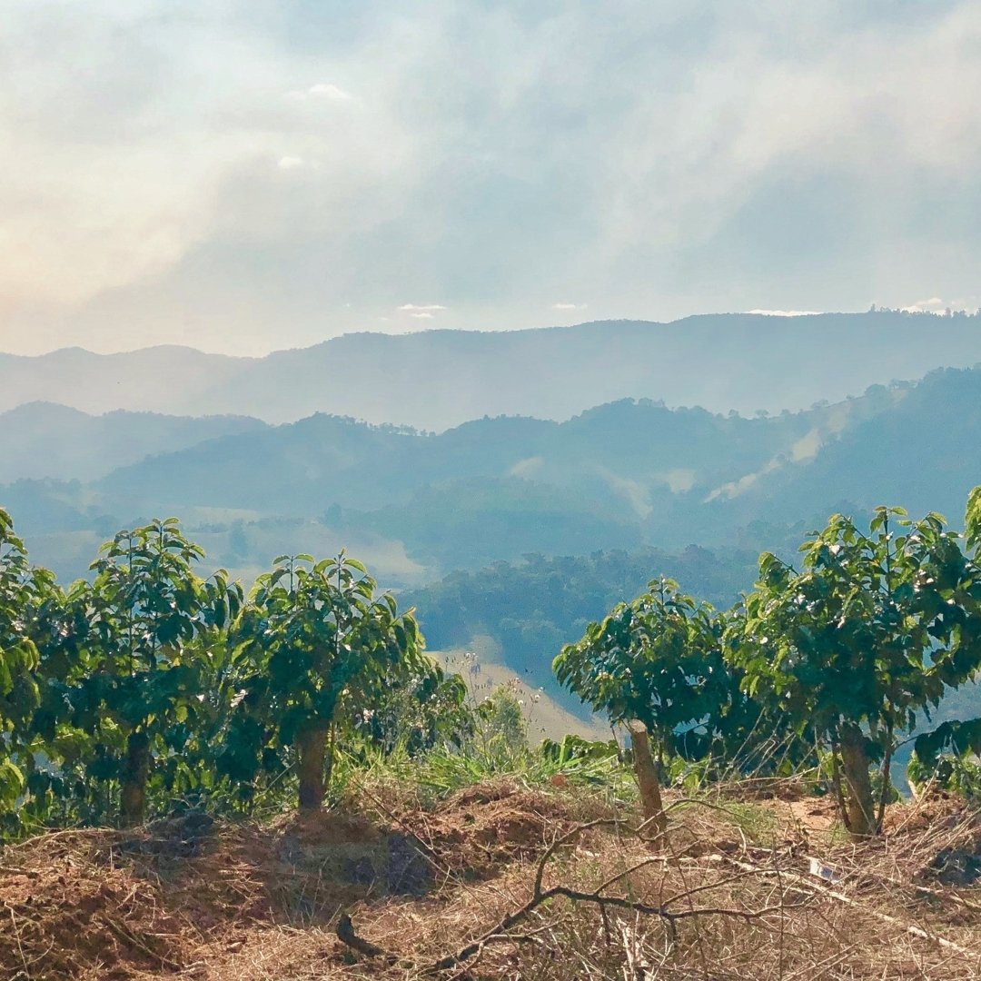 Hilly landscape with coffee plants and a clear sky