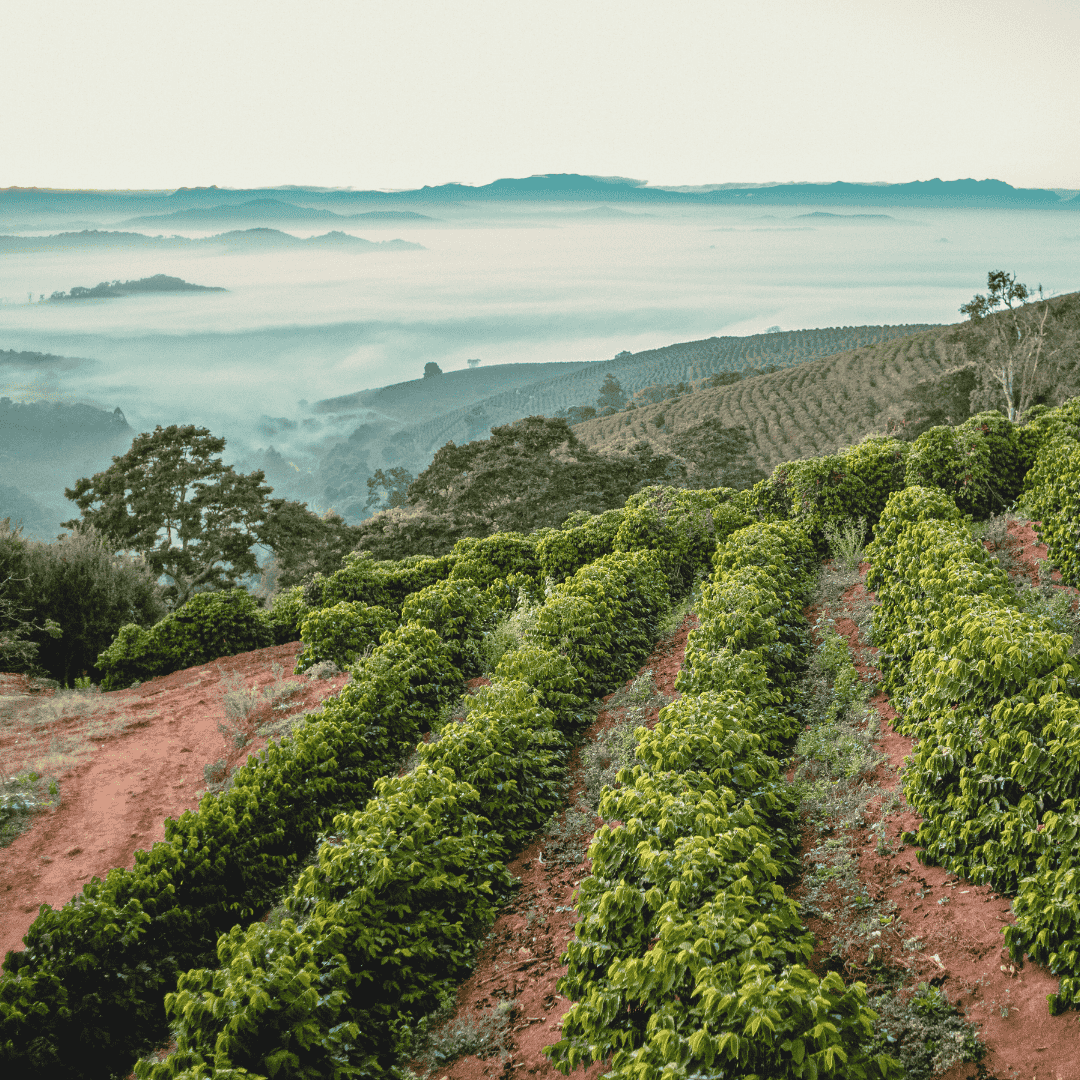 Hilly landscape with rows of green coffee trees and misty mountains in the background