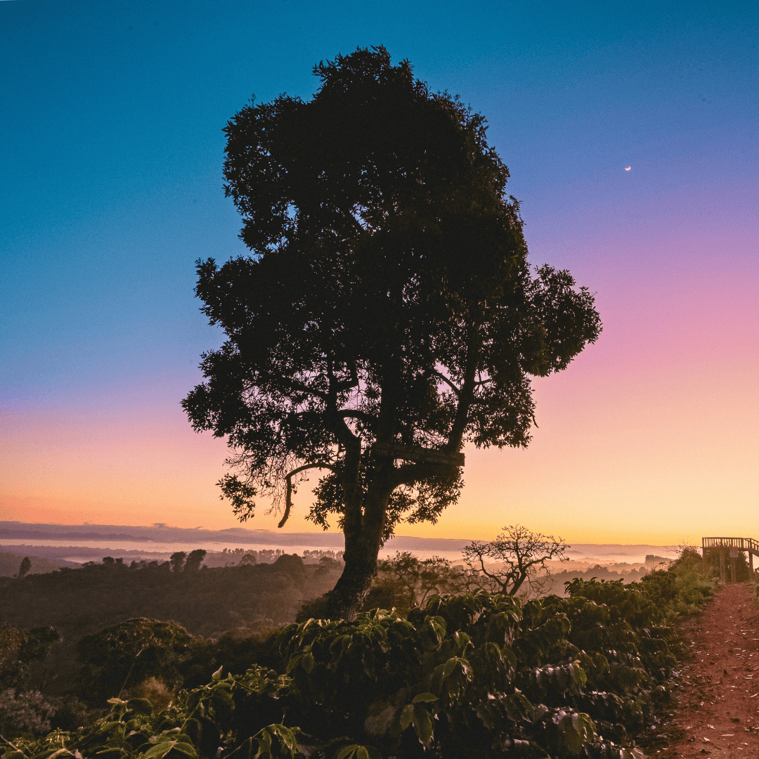Silhouette of a tree in coffee fields  against a colorful sunset sky with a path leading into the distance.