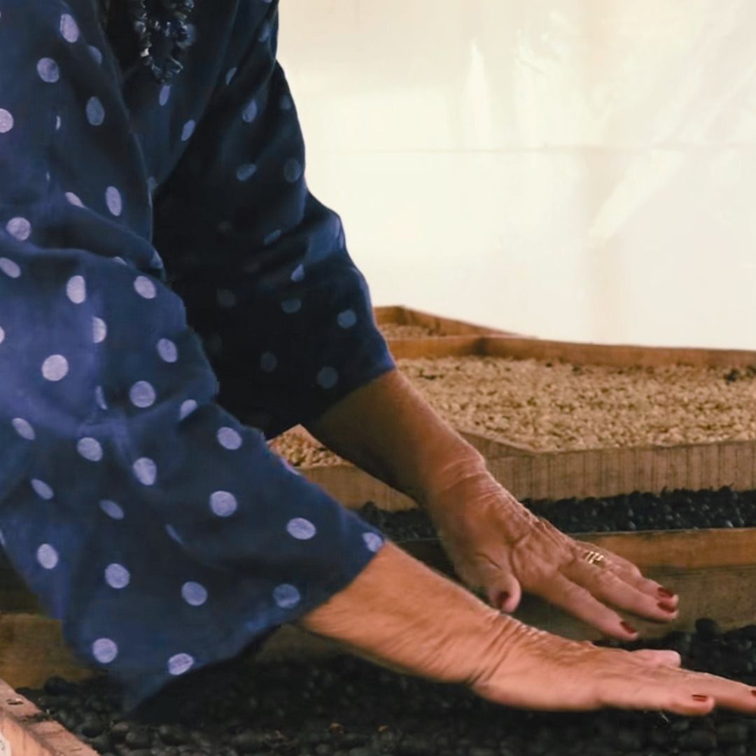 Person wearing a blue polka dot shirt with hands on drying coffee cherries