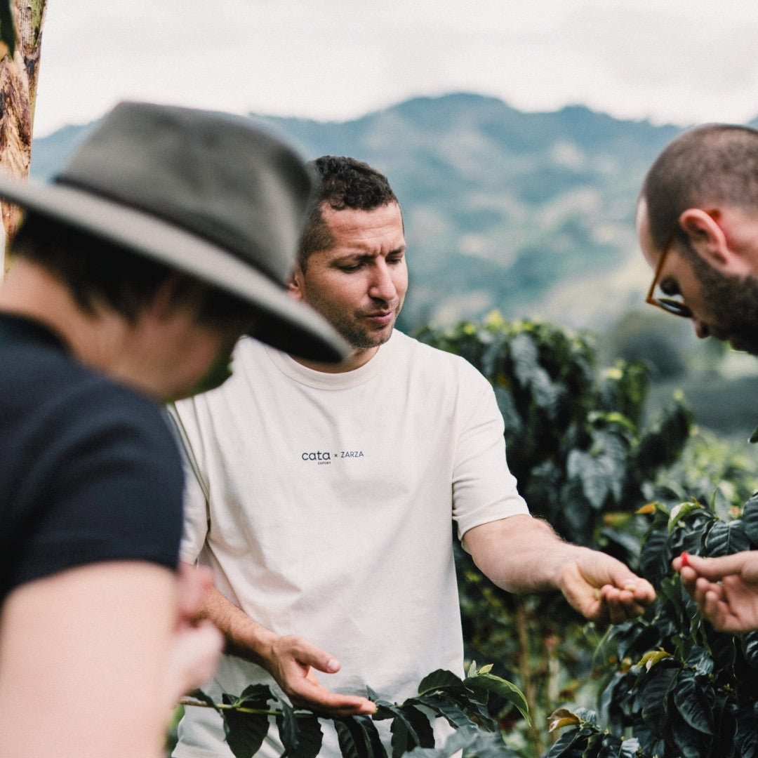 DECAF COLOMBIA Zarza