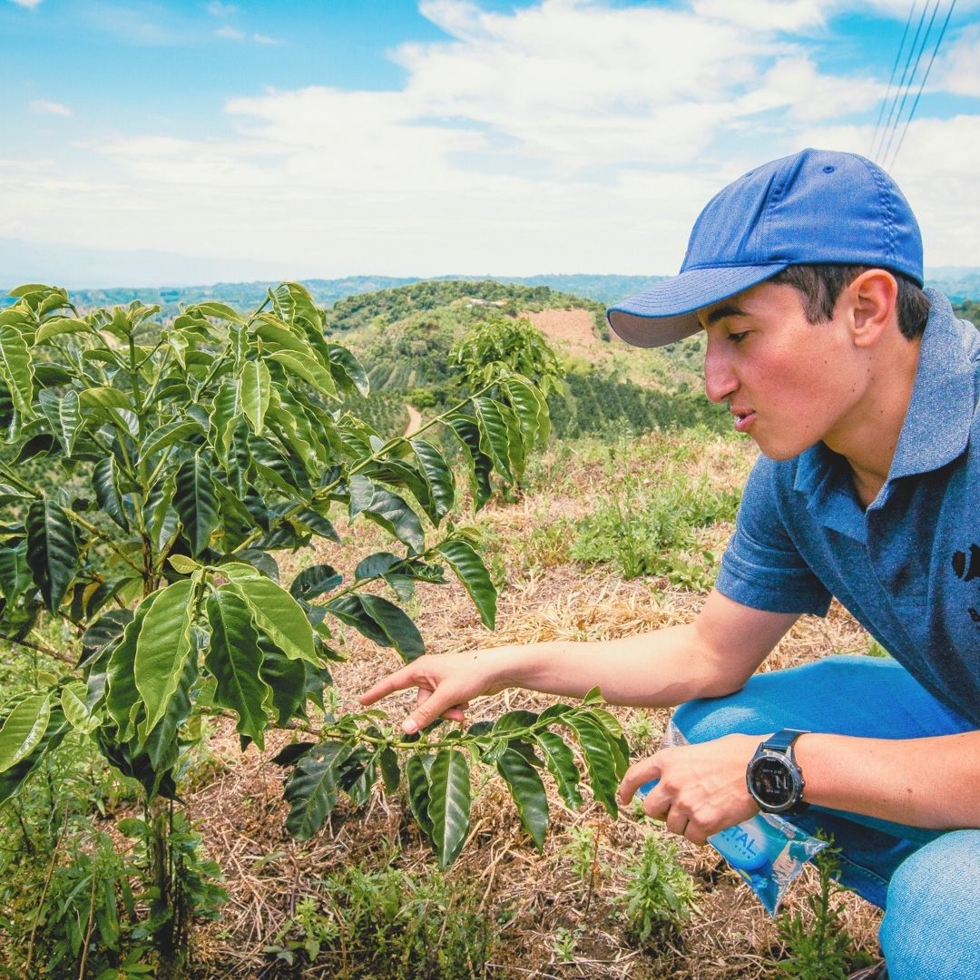 Elias Bayter inspecting a coffee plant in a field with a scenic background