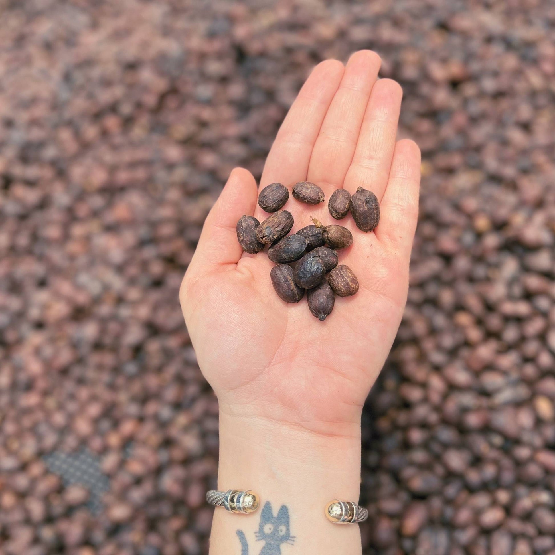 Hand holding dried coffee cherries with a blurred background of more coffee cherries