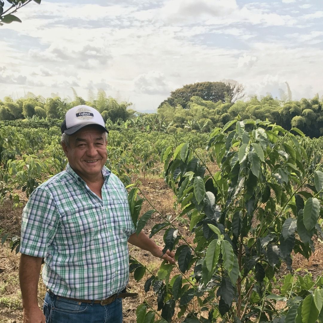 A smiling Jairo Arcila wearing a white baseball cap and a green and white plaid short-sleeve shirt stands in a lush green coffee field, touching a leafy coffee tree under a cloudy sky.