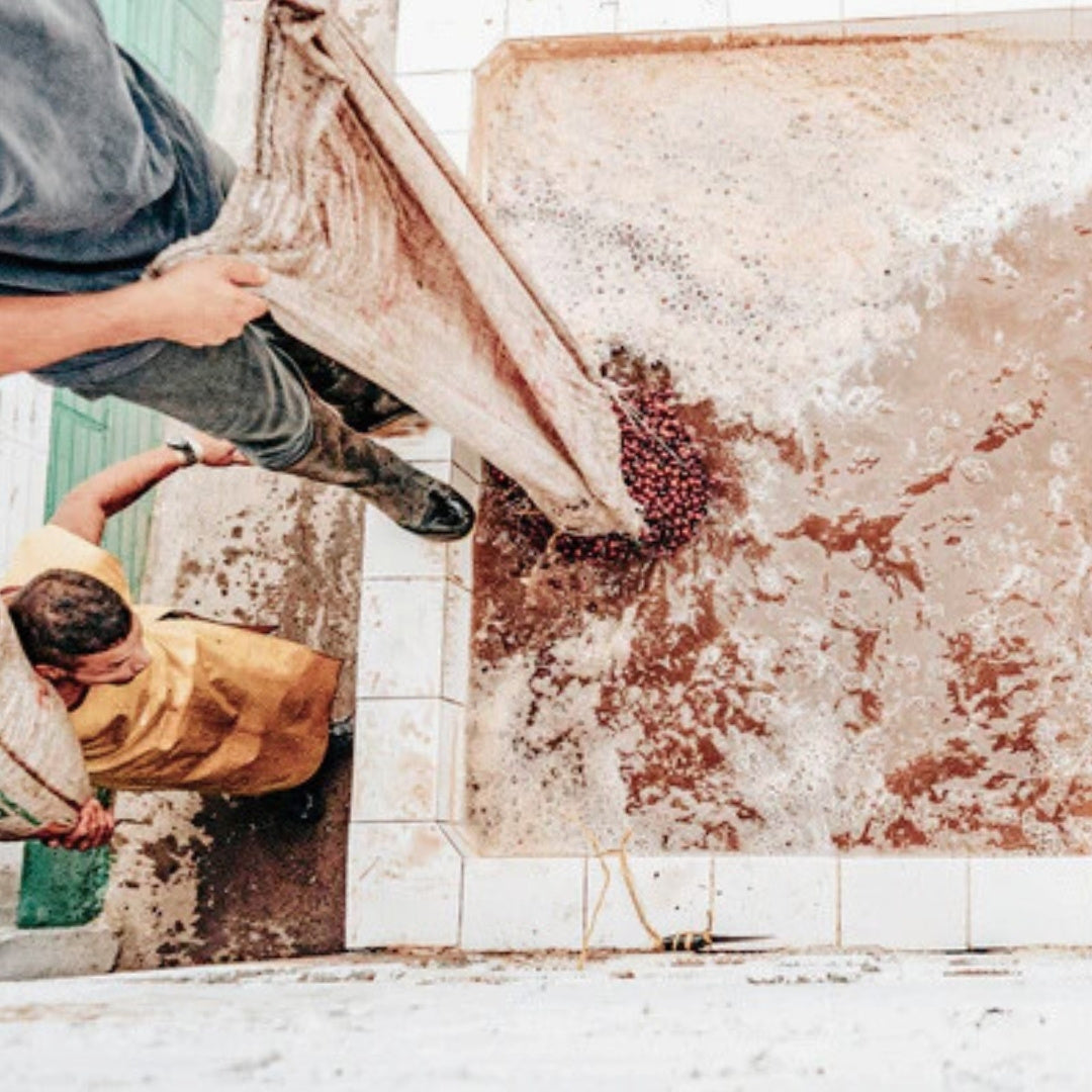 Two people emptying a large container of red coffee cherries into a fermentation tank