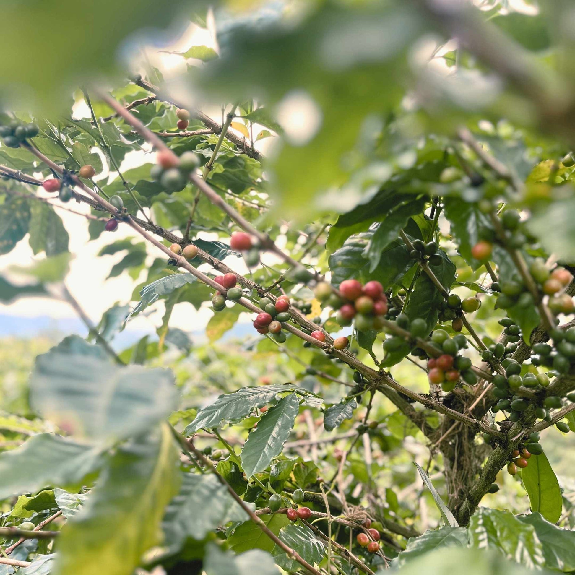 Coffee berries on a tree with green leaves