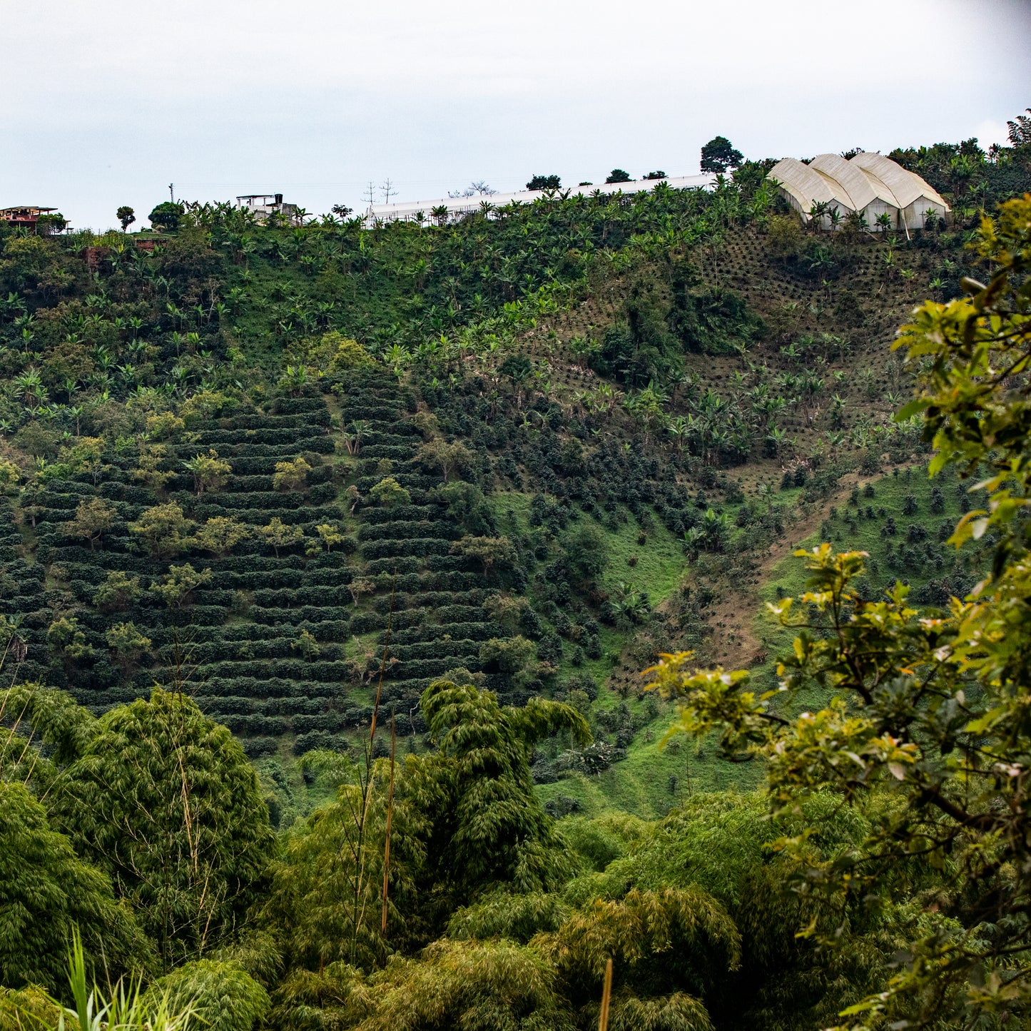 DECAF COLOMBIA El Vergel