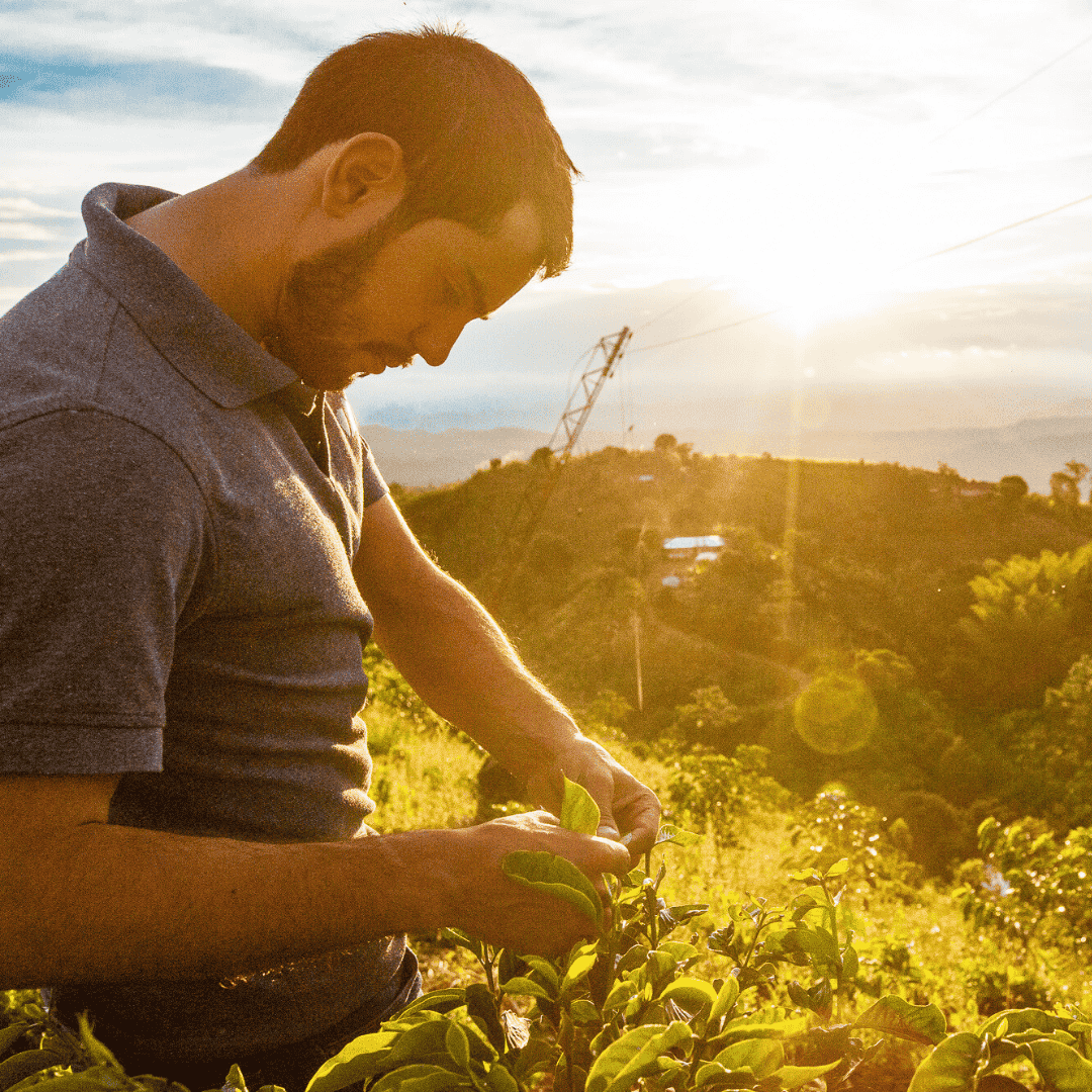 Shady Bayter tending to coffee plants in a field with a scenic background
