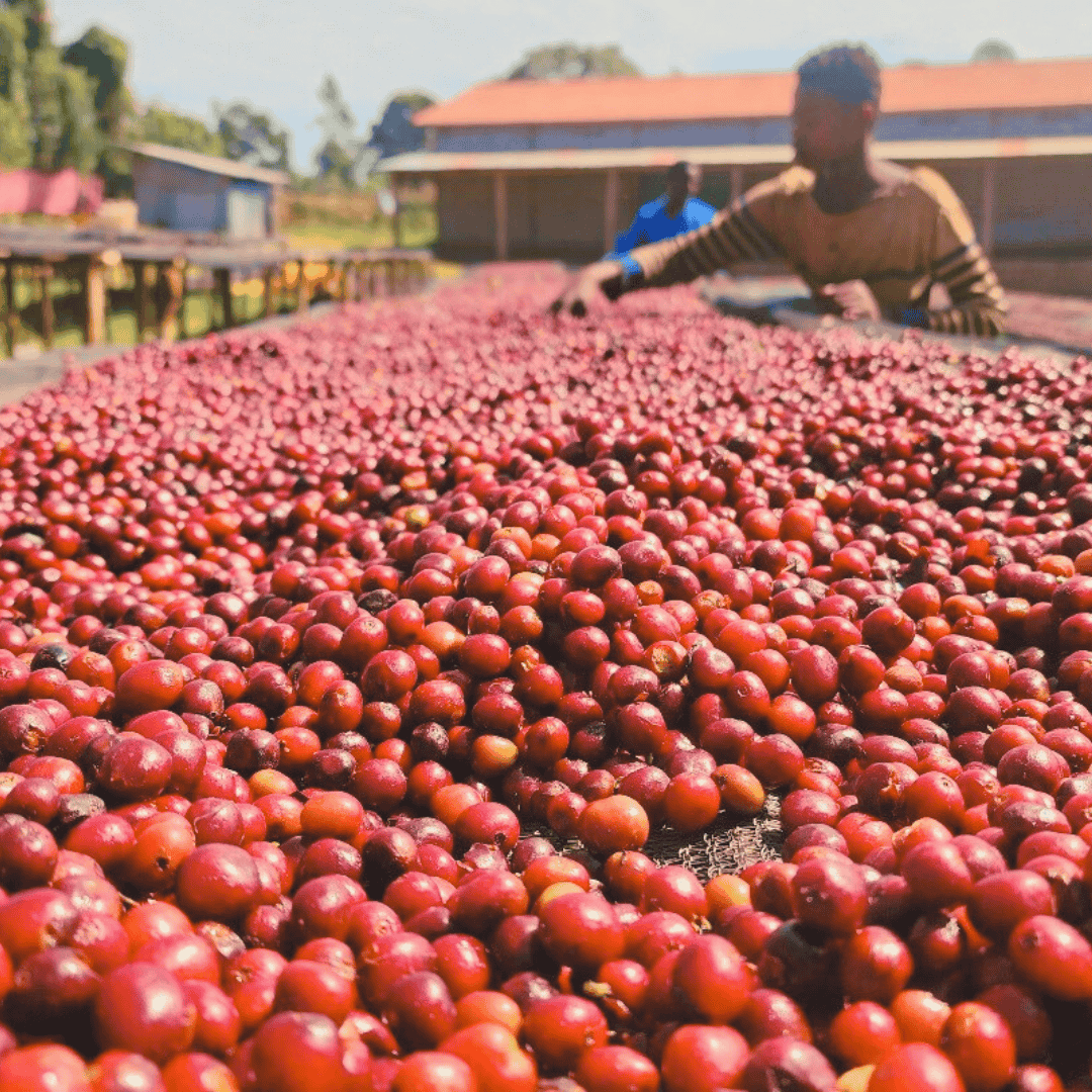 DECAF ETHIOPIA Chelbesa