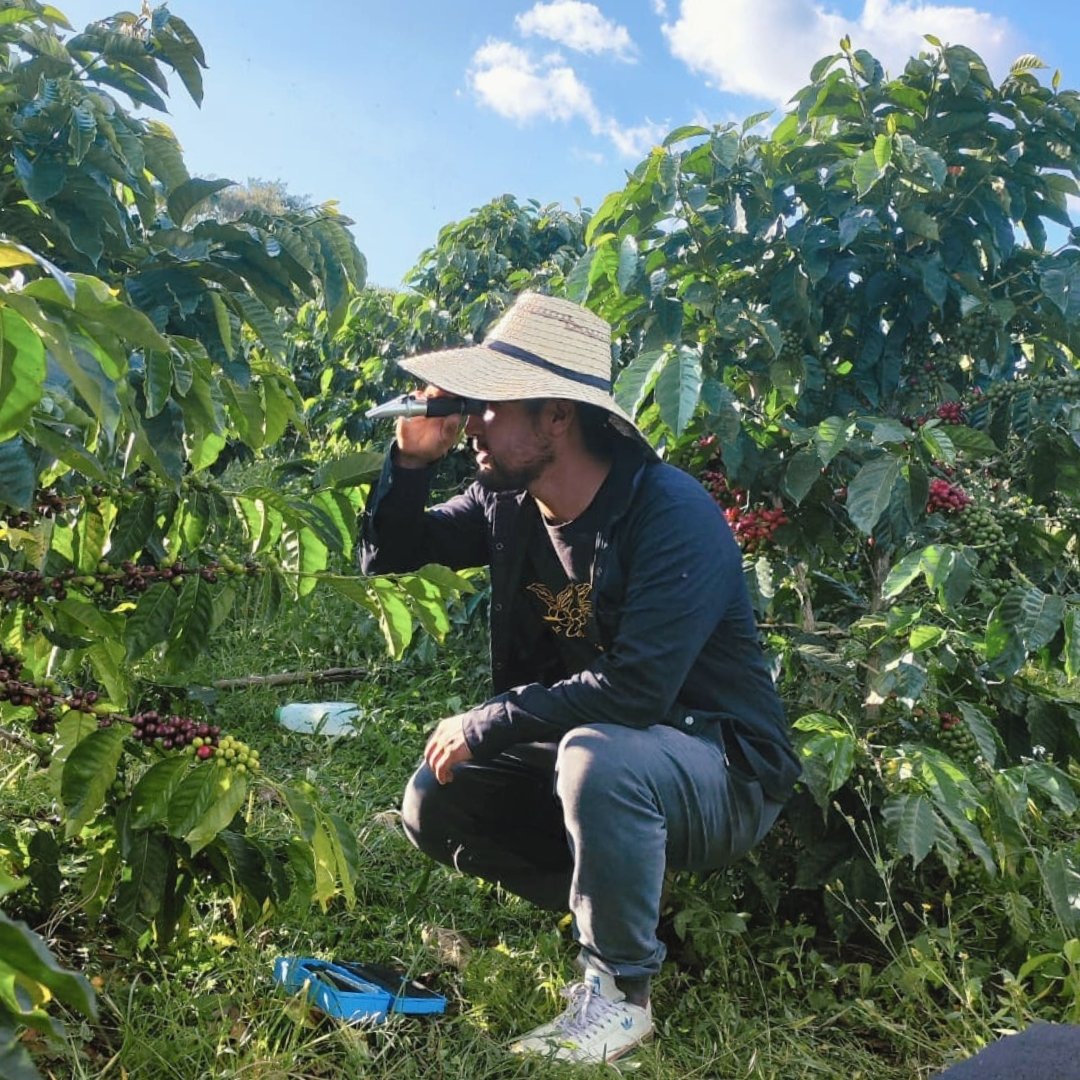 Person in a coffee plantation inspecting coffee beans