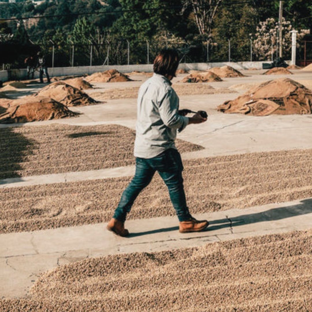 A person walking between rows of coffee drying on patios.