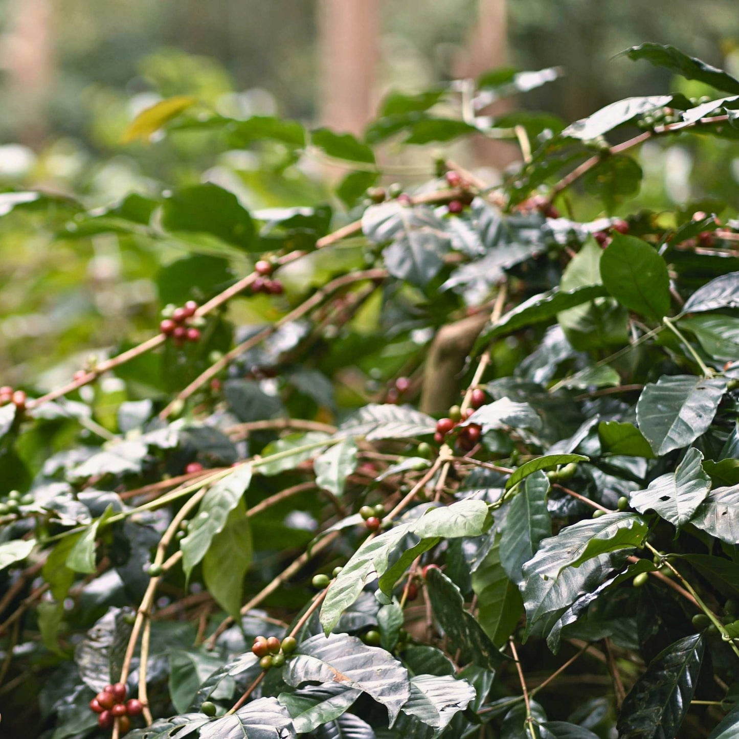 Coffee cherries on tree in East Java