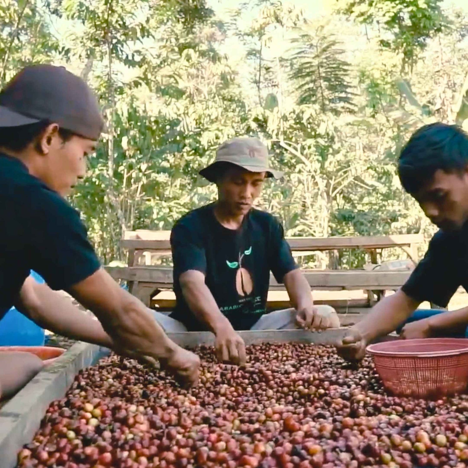 Coffee cherries being sorted for quality control