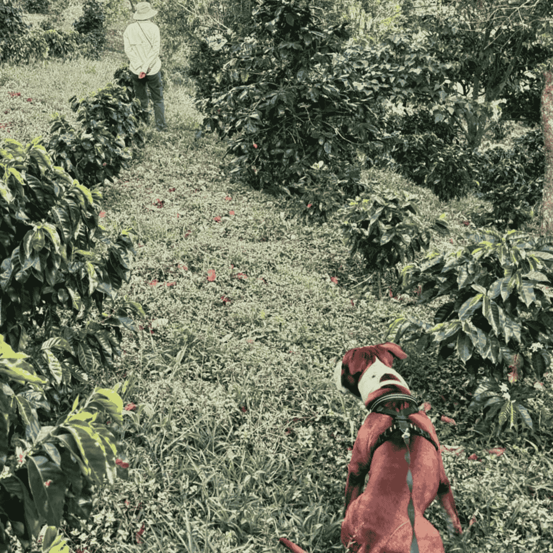 Person working in a coffee plantation with coffee trees and grass and a dog