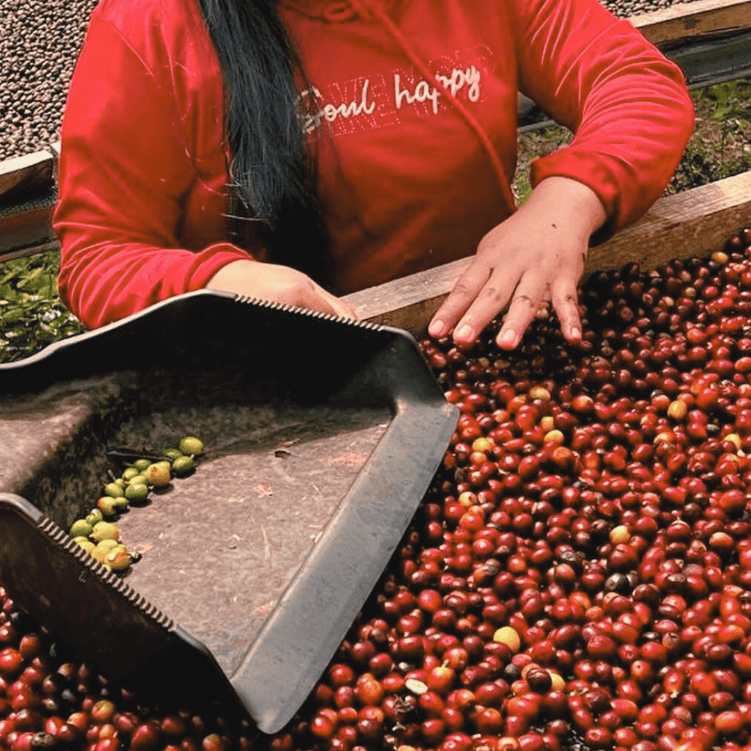 Person sorting coffee beans with a on a drying bed