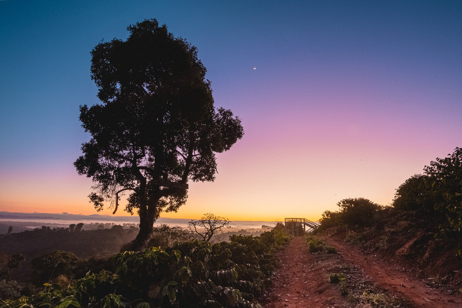 Sunset over a coffee farm with a lone tree on a dirt path, showcasing a colorful sky and lush landscape