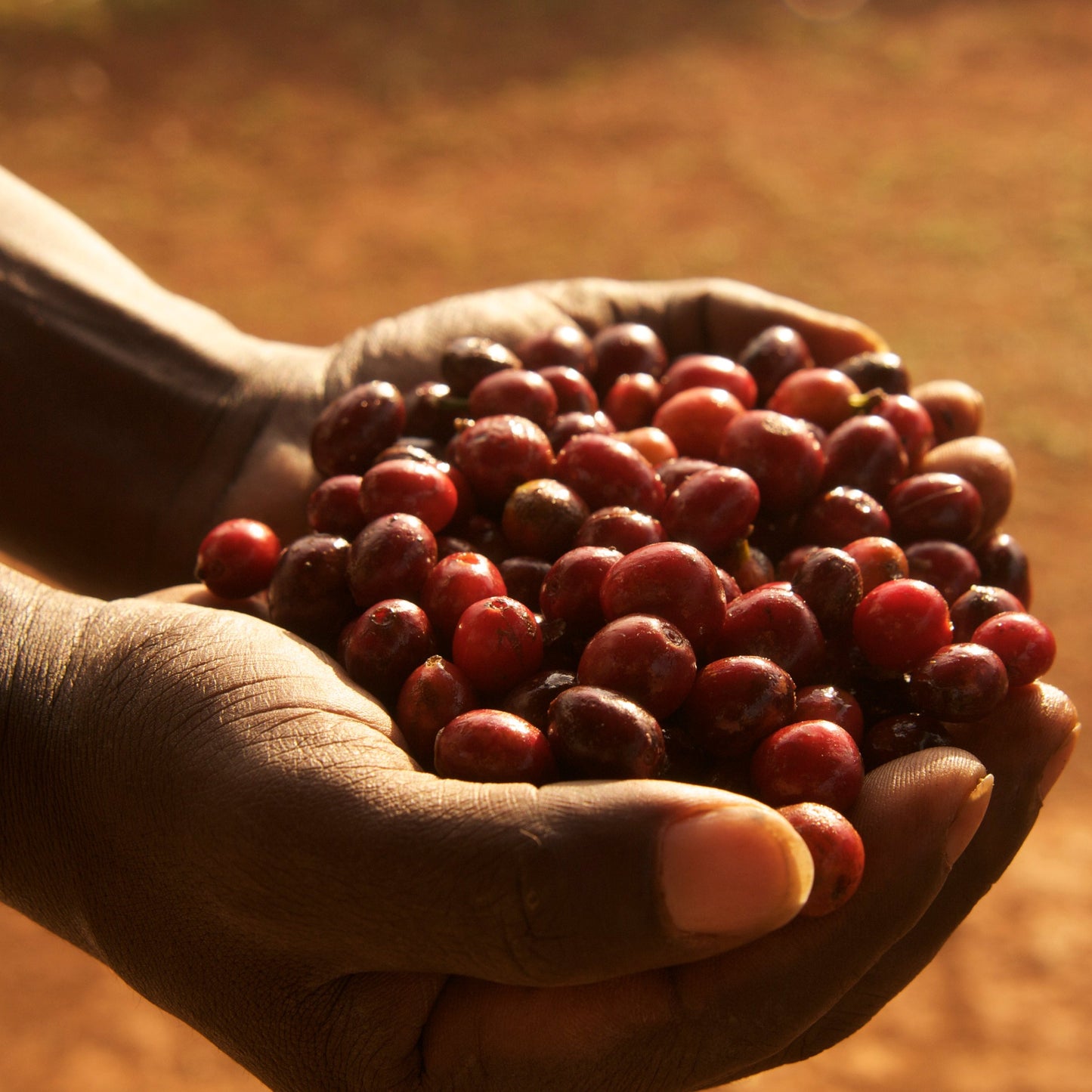 Close-up of hands holding fresh red coffee cherries from Ethiopia, Shakisso farm