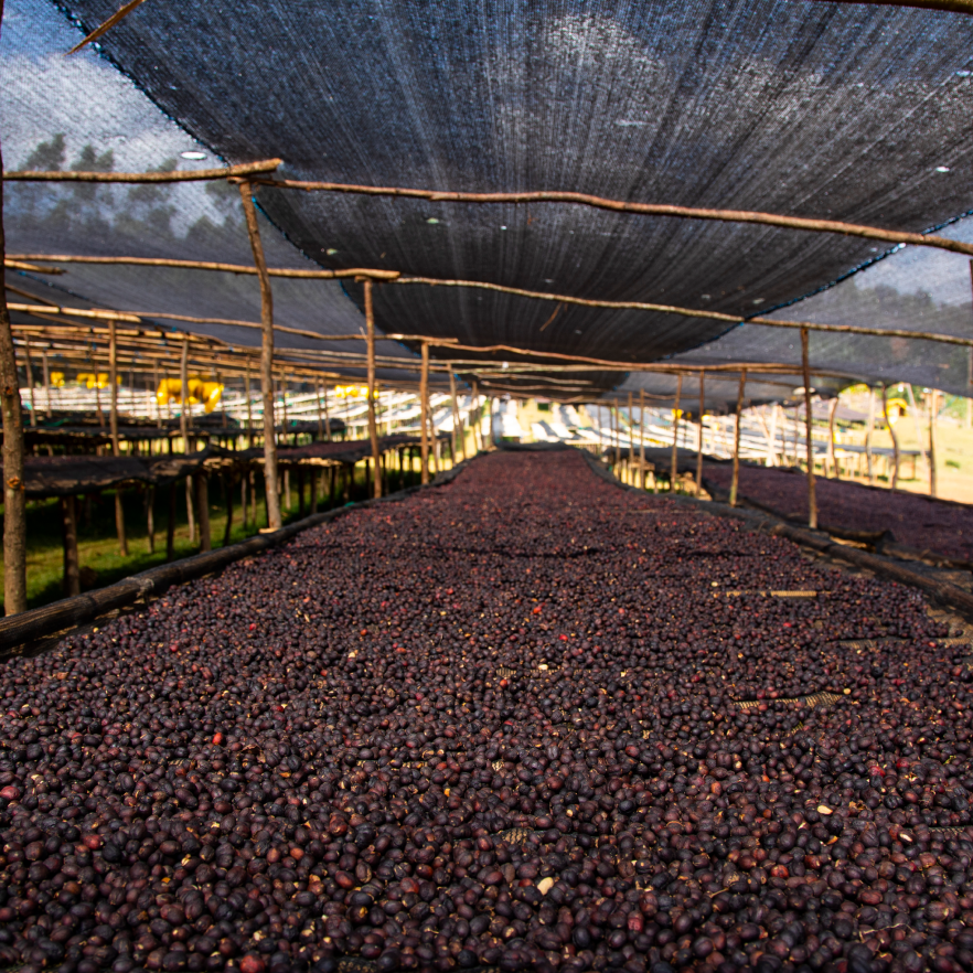 Coffee drying beds in Hamasho, Ethiopia, used for natural process coffee.