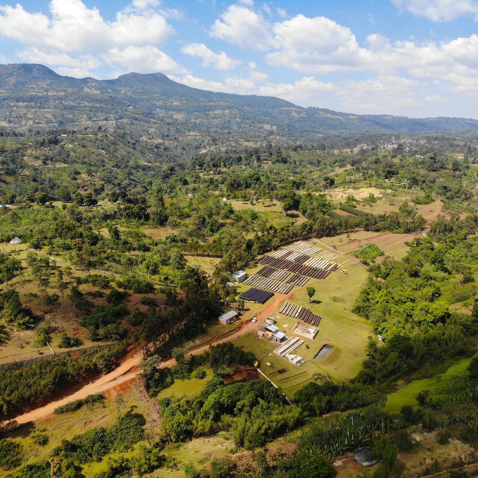 Panoramic view of Ethiopia’s Hamasho coffee growing region, showcasing the lush green landscapes where the coffee beans are cultivated.