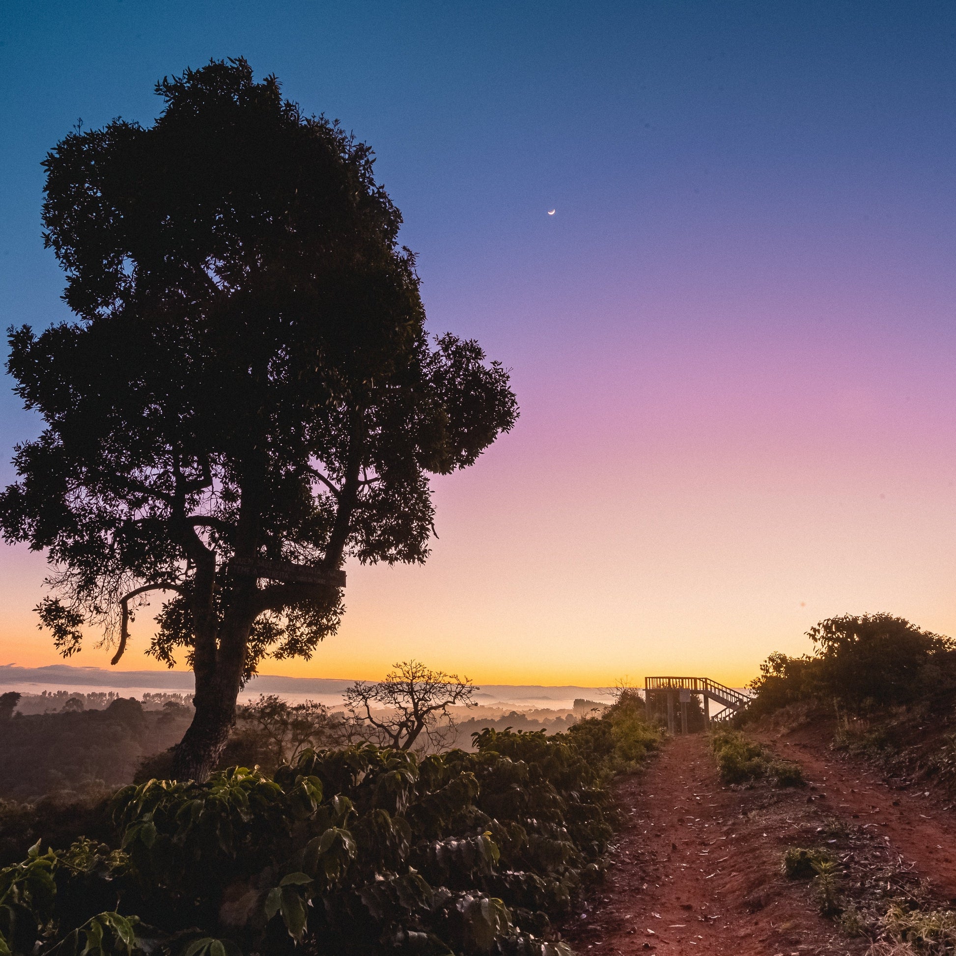 Sunset over a coffee farm with a lone tree on a dirt path, showcasing a colorful sky and lush landscape